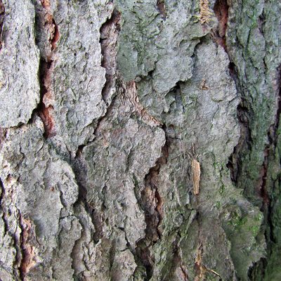 Black cherry bark